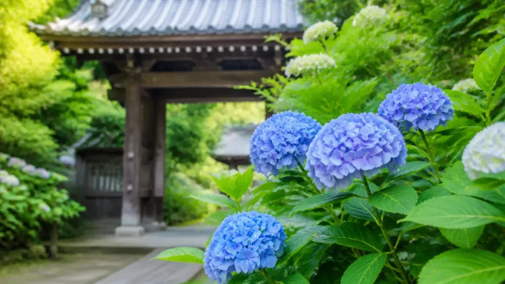 鎌倉のあじさい寺は全部で何カ所？｜御朱印・拝観料・見頃・モデルコースまで完全ガイドのアイキャッチ画像